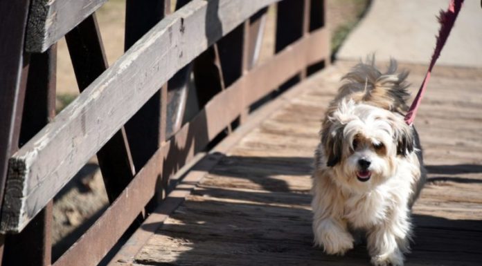 shaggy dog walking