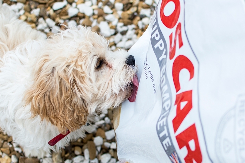 Oscar dog customer Oscar dog customer