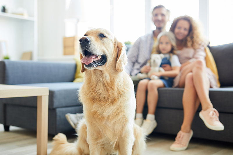 Pet Care Services