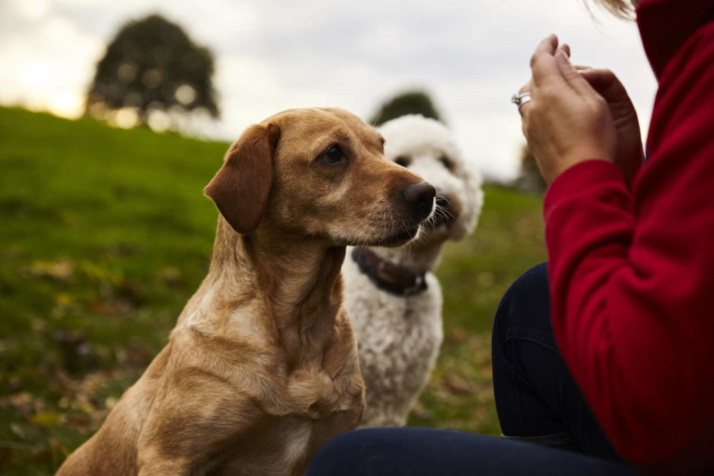 Pet Image