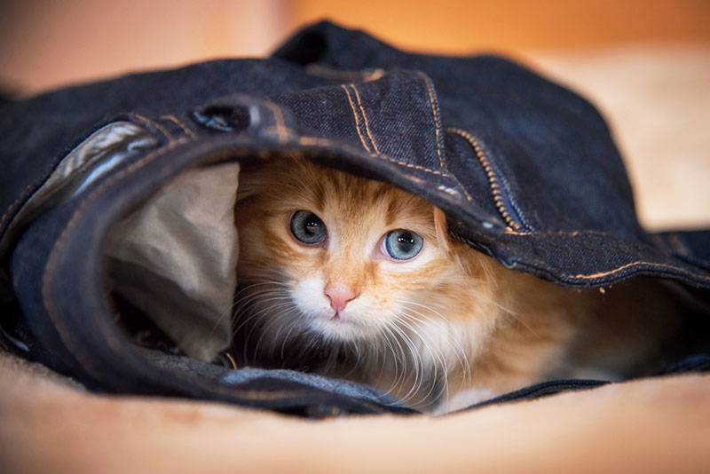 Cat Image Cat Image