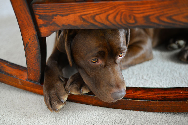 Dog Image Dog Image