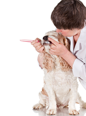 dog at vet