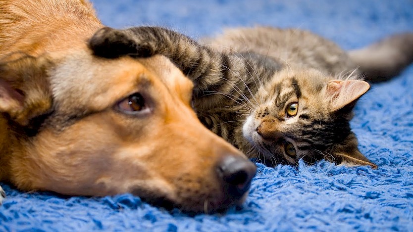 dog cat 834x0 is dog cat 834x0 is