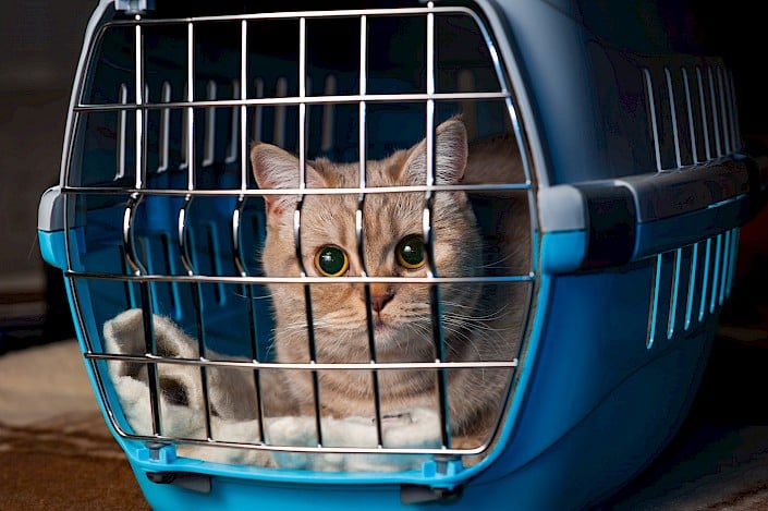 cat flap 3 705x0 is cat flap 3 705x0 is