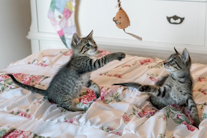 tabby kittens on floral comforter 160755 701x0 is