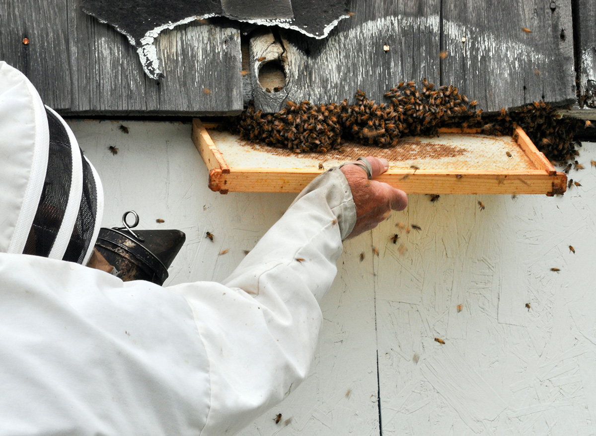 Bee keeper