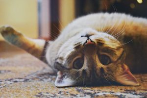pexels dids 1276553 800x0 is pexels dids 1276553 800x0 is