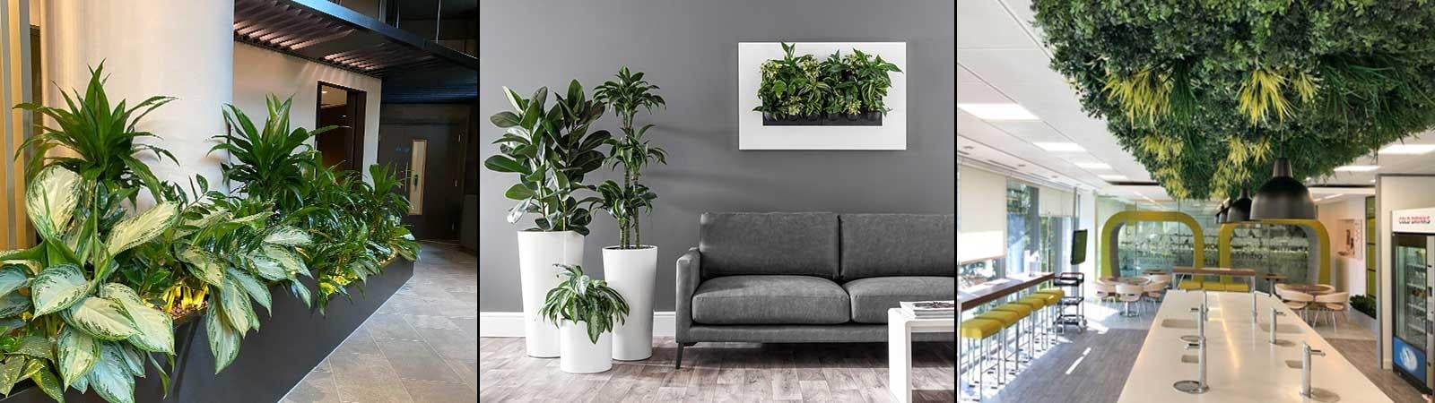 Inleaf Franchise